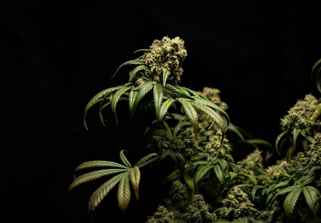 Flowering cannabis plant, now a controlled herb under Thai cannabis law
