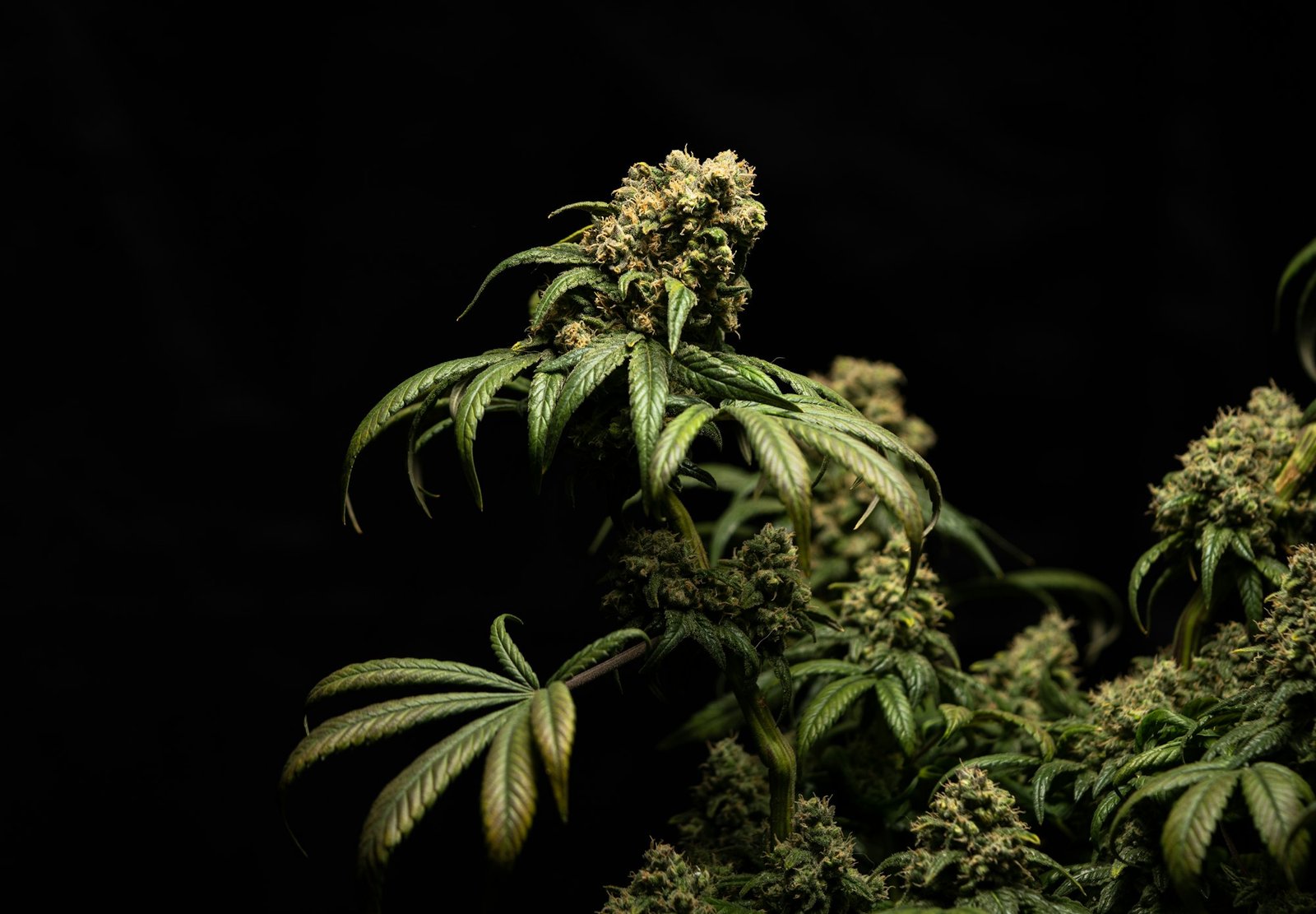 A flowering cannabis plant whose THC and CBD content depends on its genetics
