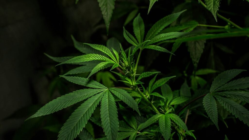 Cannabis leaves in soft light, the plant that produces THC and CBD