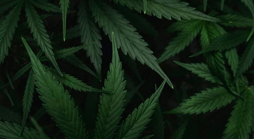 Cannabis leaves of different shapes, the origin of the indica and sativa labels