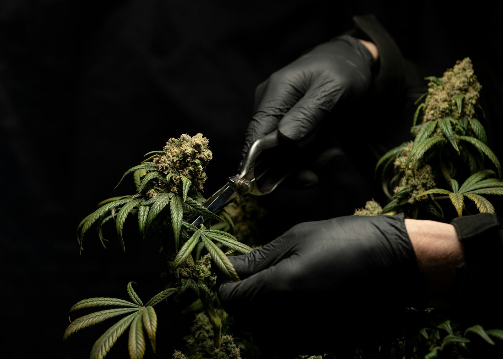 Gloved hands trimming a ripe cannabis flower