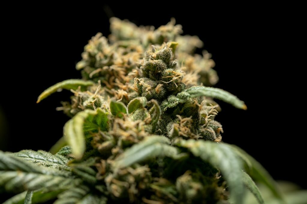 Close-up of a frosty cannabis flower covered in resin glands