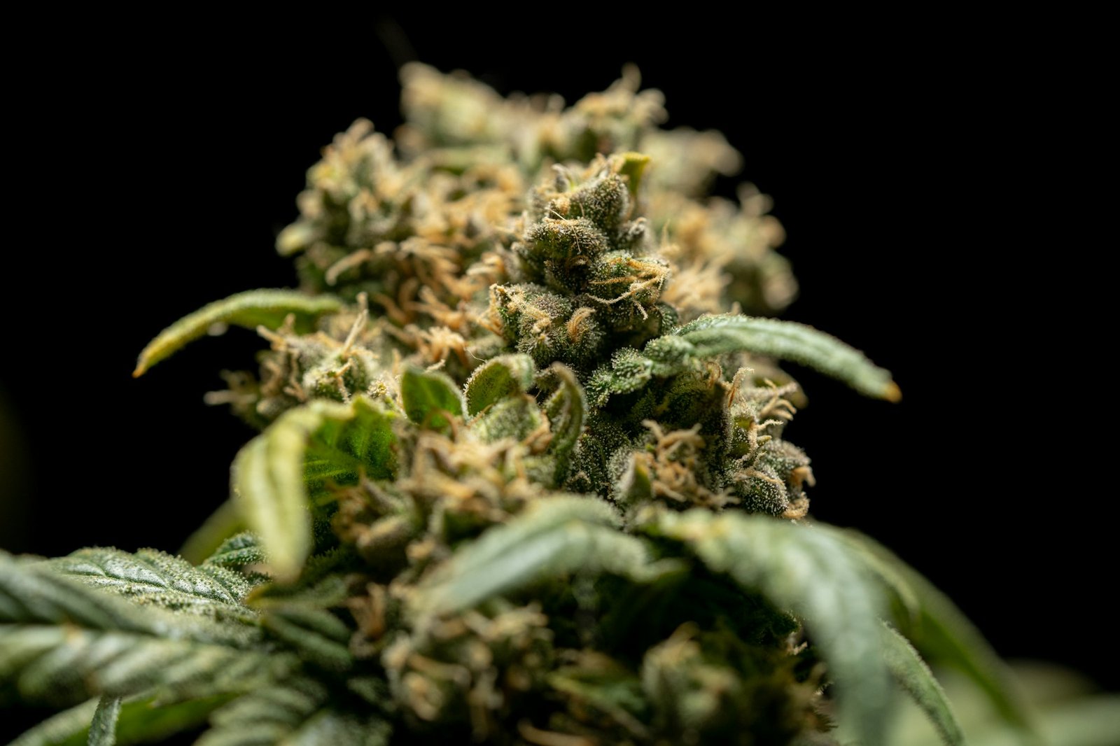 Close-up of trichomes on a cannabis flower, a key sign of cannabis quality