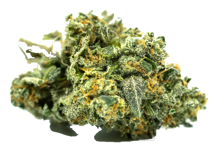 White Widow flower